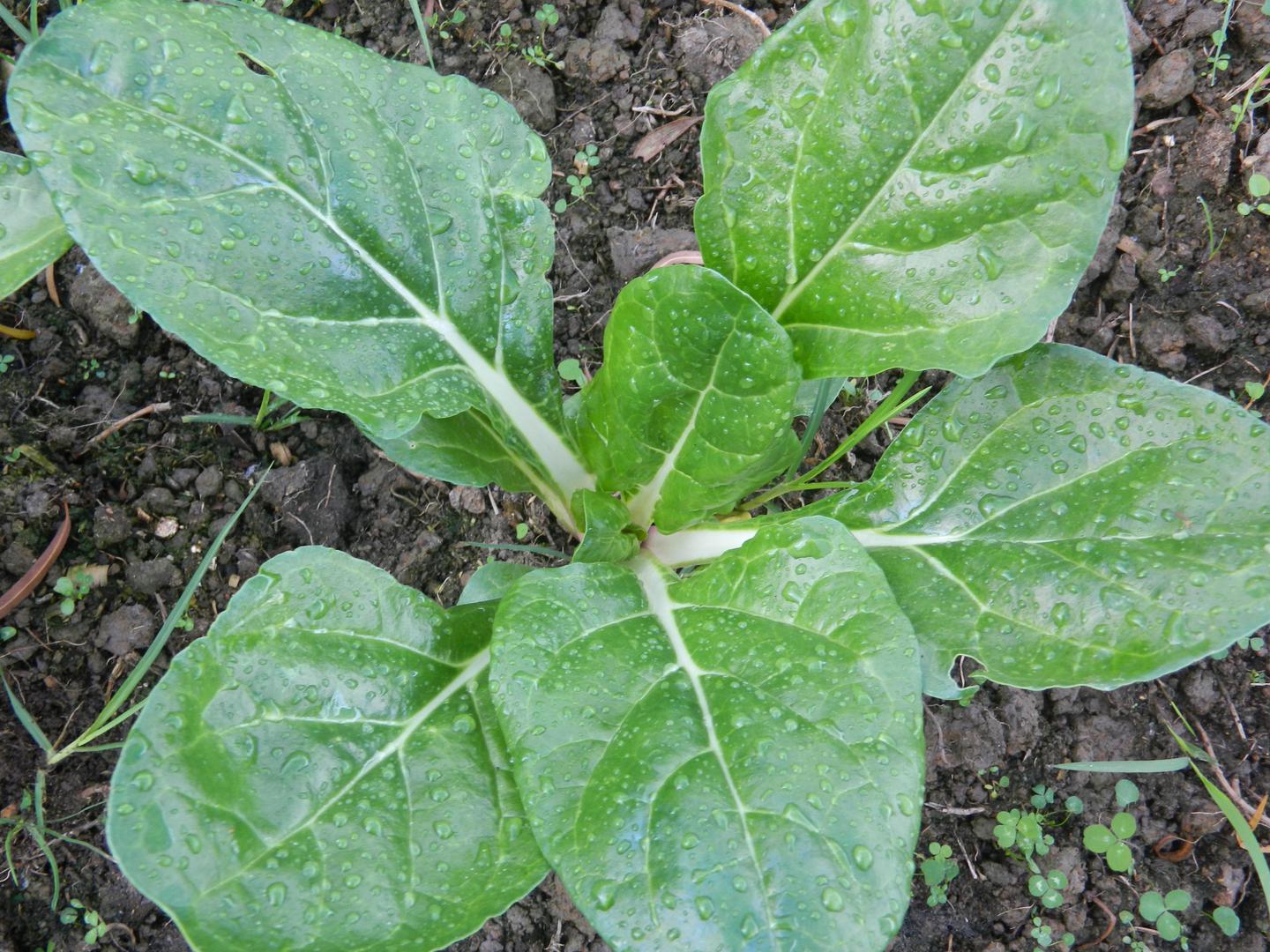Acelga