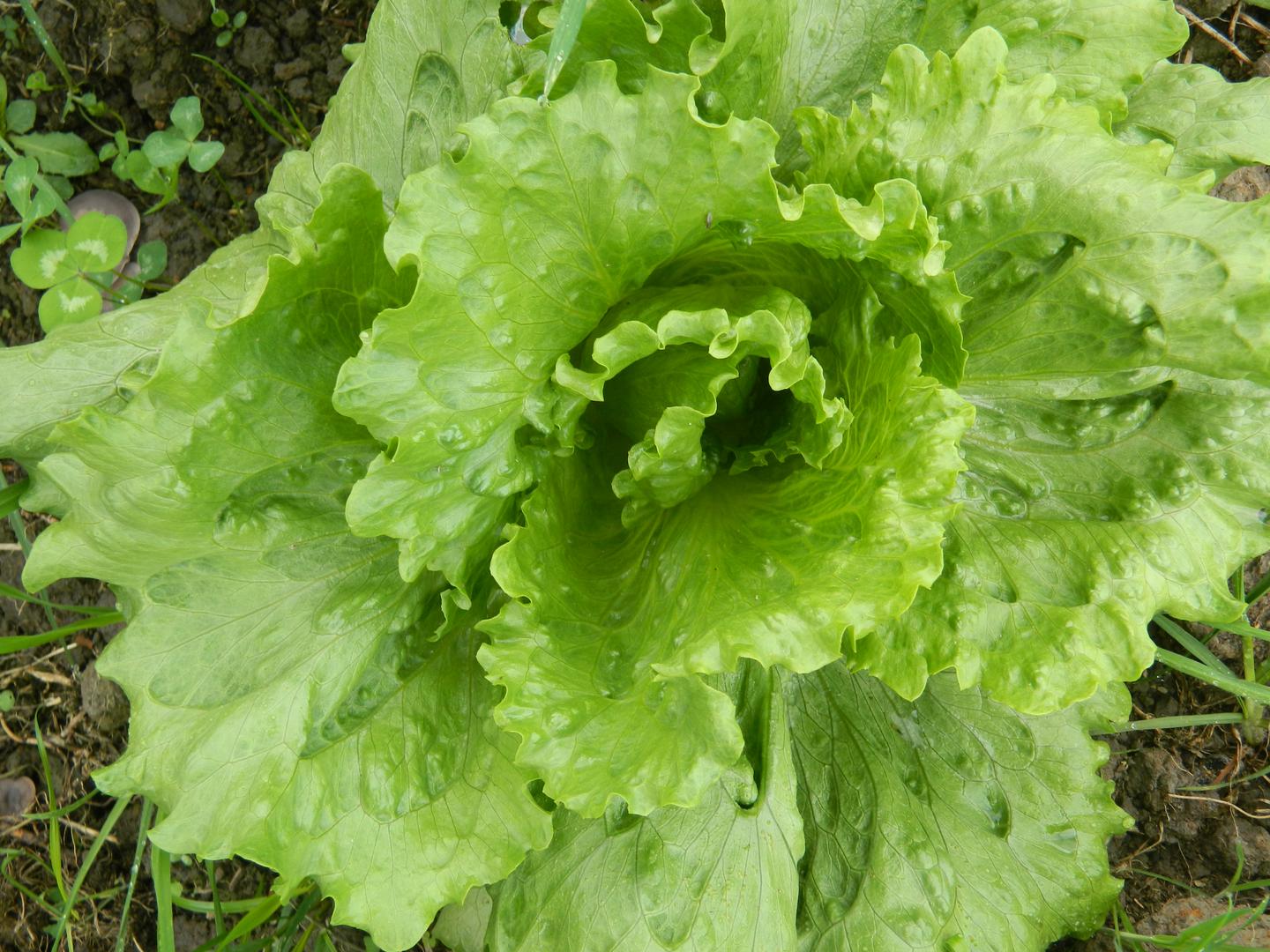 Verde Crespa