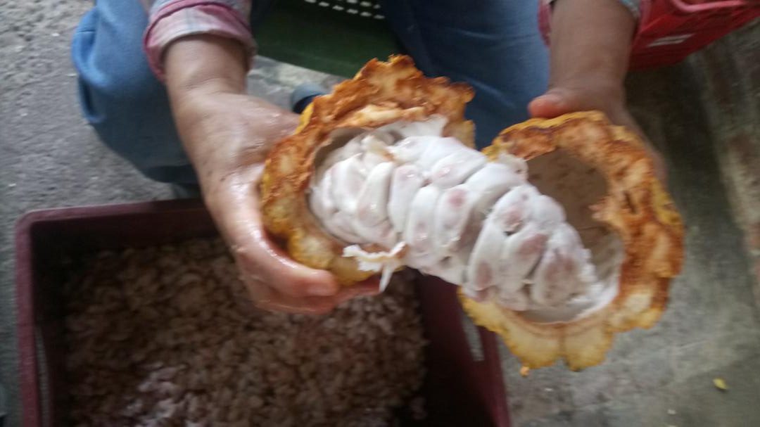 Cacao En Grano Cacao En Baba — foto 2 de 2