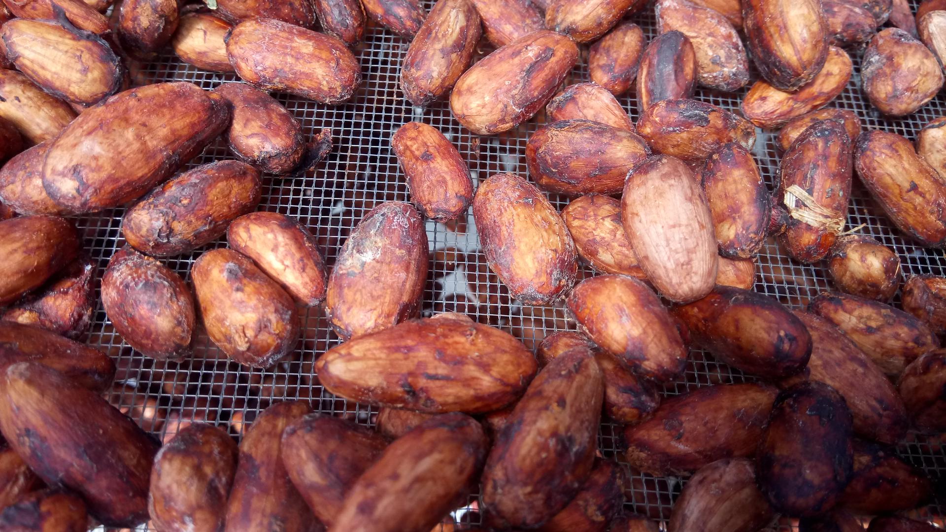 Cacao En Grano Cacao En Baba