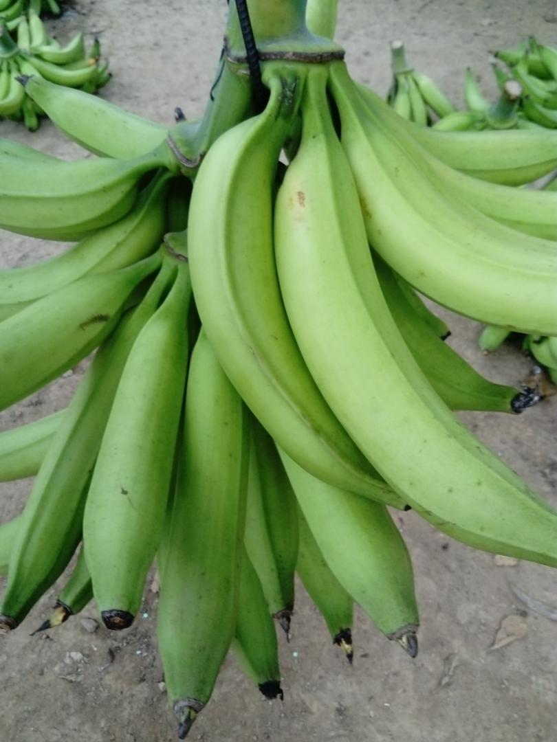 Platano — foto 2 de 2