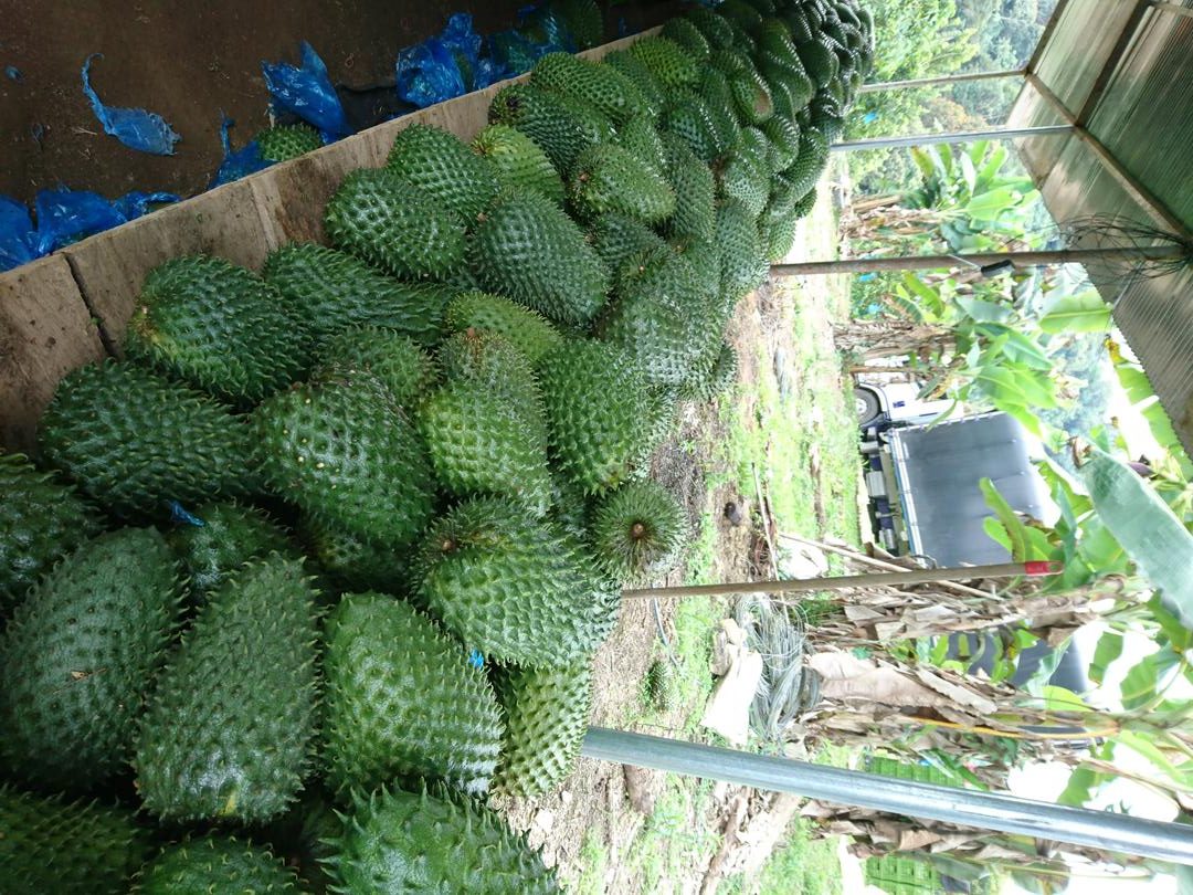 Guanabana