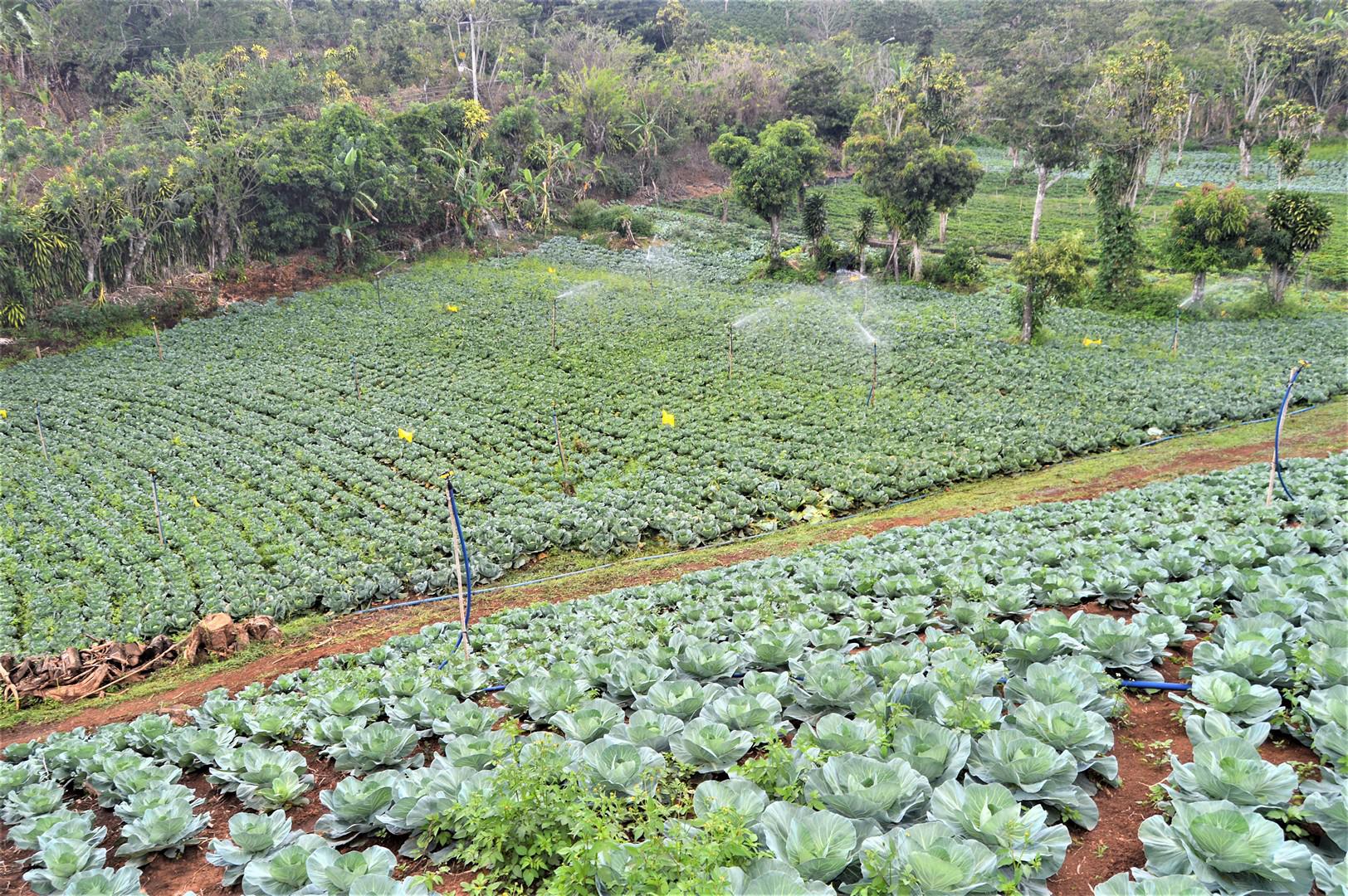 Repollo Verde