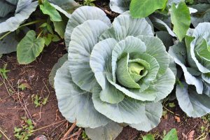 Repollo Verde