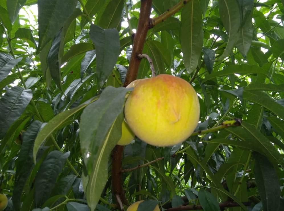 Durazno En Fresco Por Kilo