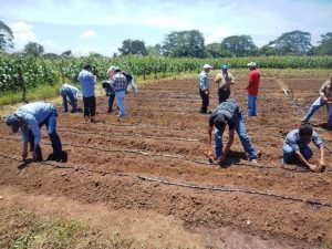 Riego Automatico Por Goteo Tipo Regadera Ahorro Agua Mas De Un 50