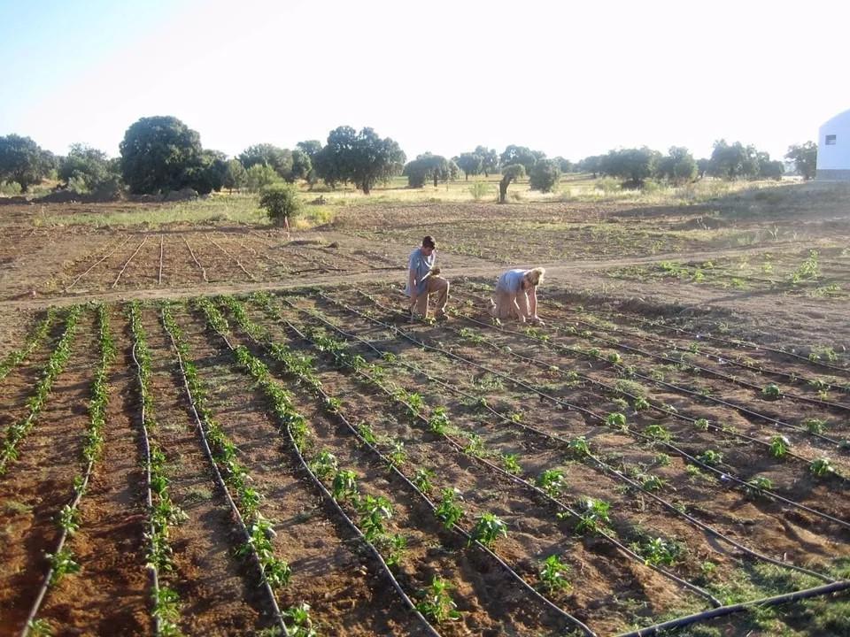 Riego Automatico Por Goteo Tipo Regadera Ahorro Agua Mas De Un 50