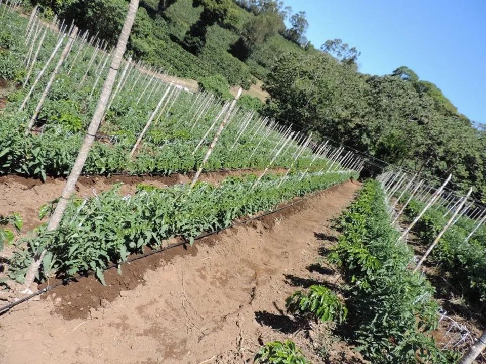 Riego Automatico Por Goteo Tipo Regadera Ahorro Agua Mas De Un 50