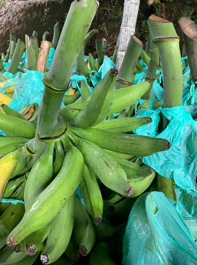 Platano Dominico Harton De Primera Calidad