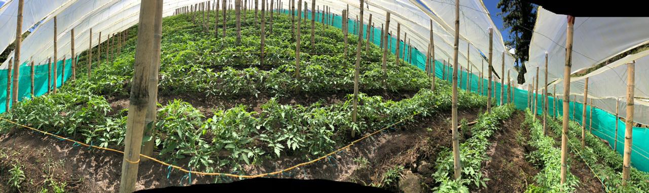 Tomate Chonto Seleccion Roble