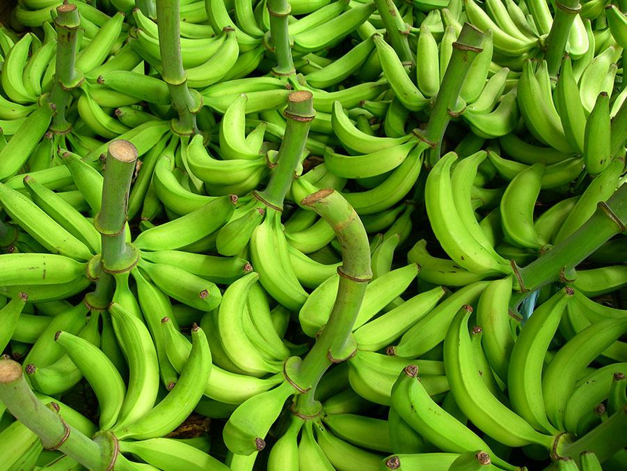 Platano