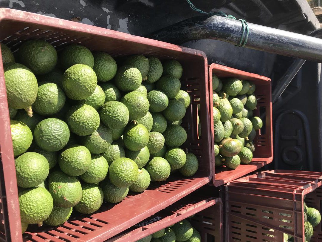 Aguacate Hass