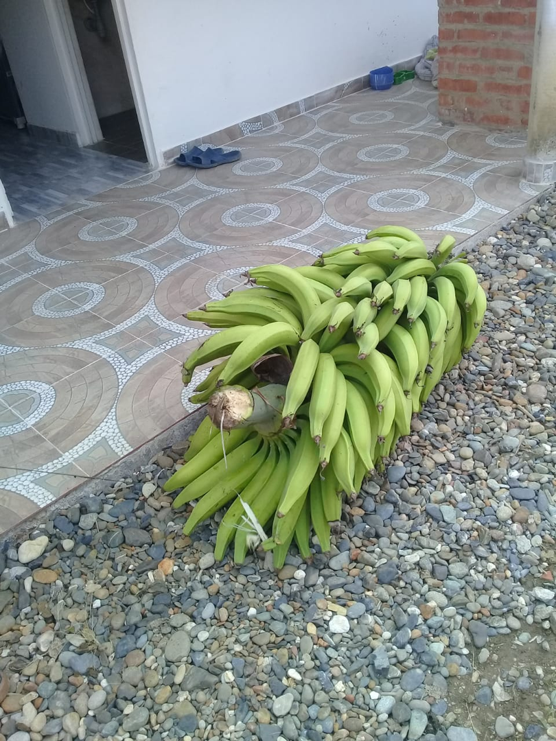 Platano