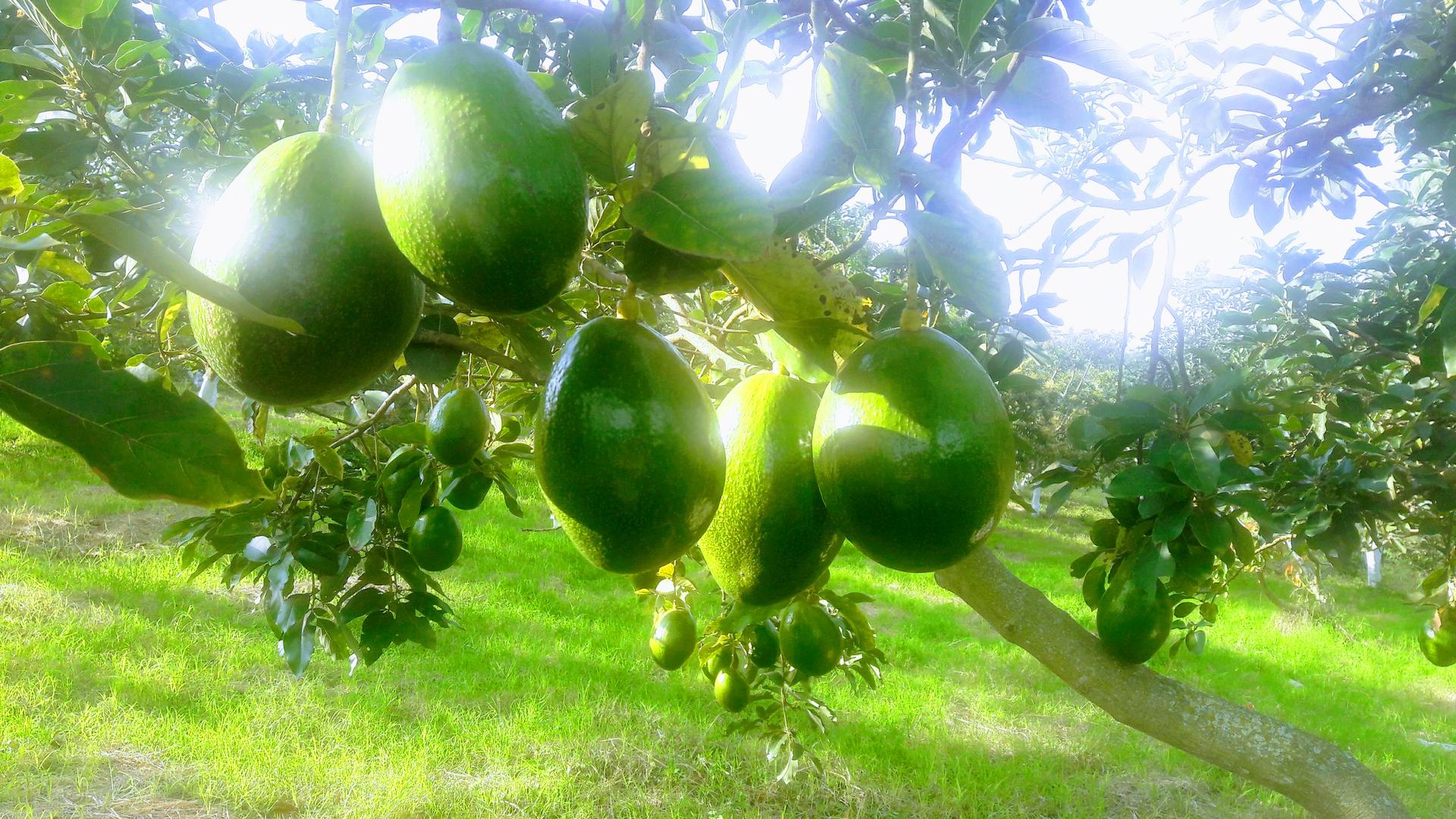 Aguacate Choquette