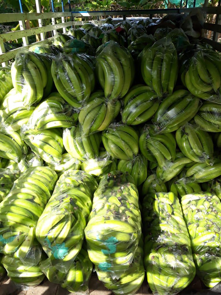 Platano Variedad Harton Llanero
