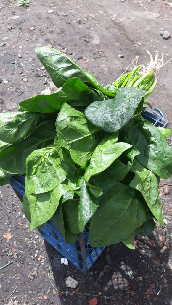 Espinaca En Produccion Limpia