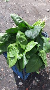 Espinaca En Produccion Limpia