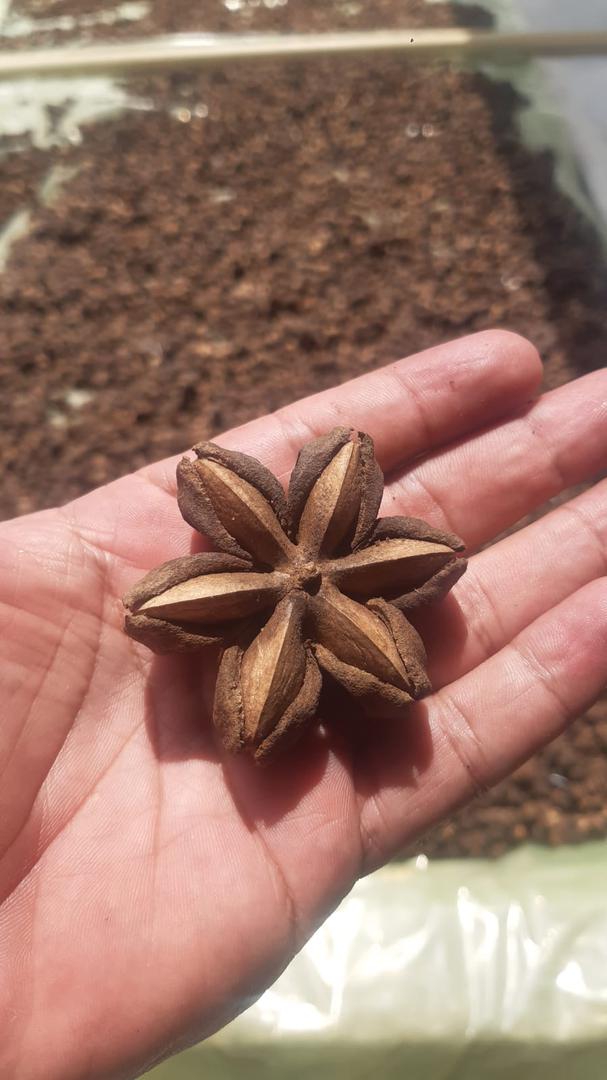 Semilla De Sacha Inchi En Estrella O Grano Cafe