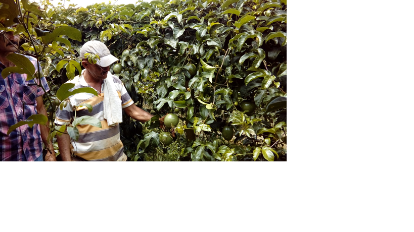 Maracuya En Fruta Fresca