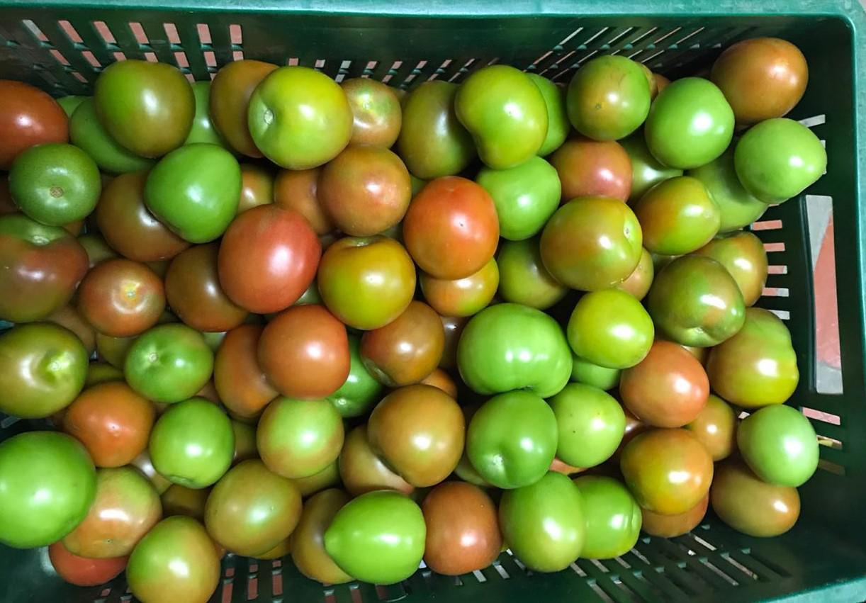 Tomate De Mesa En Fresco Se Vende Por Kilogramos