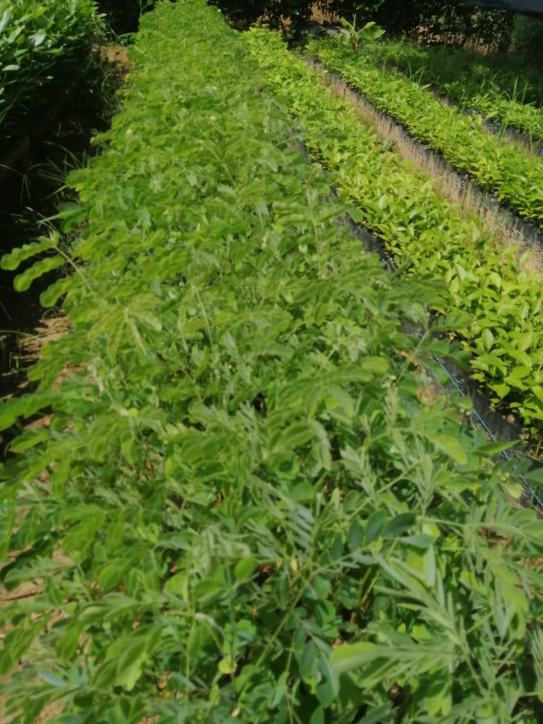 Material Forestal De Especies Nativas Frutales Y Especies Productivas Como Cacao De Finos Aromas