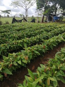 Material Forestal De Especies Nativas Frutales Y Especies Productivas Como Cacao De Finos Aromas