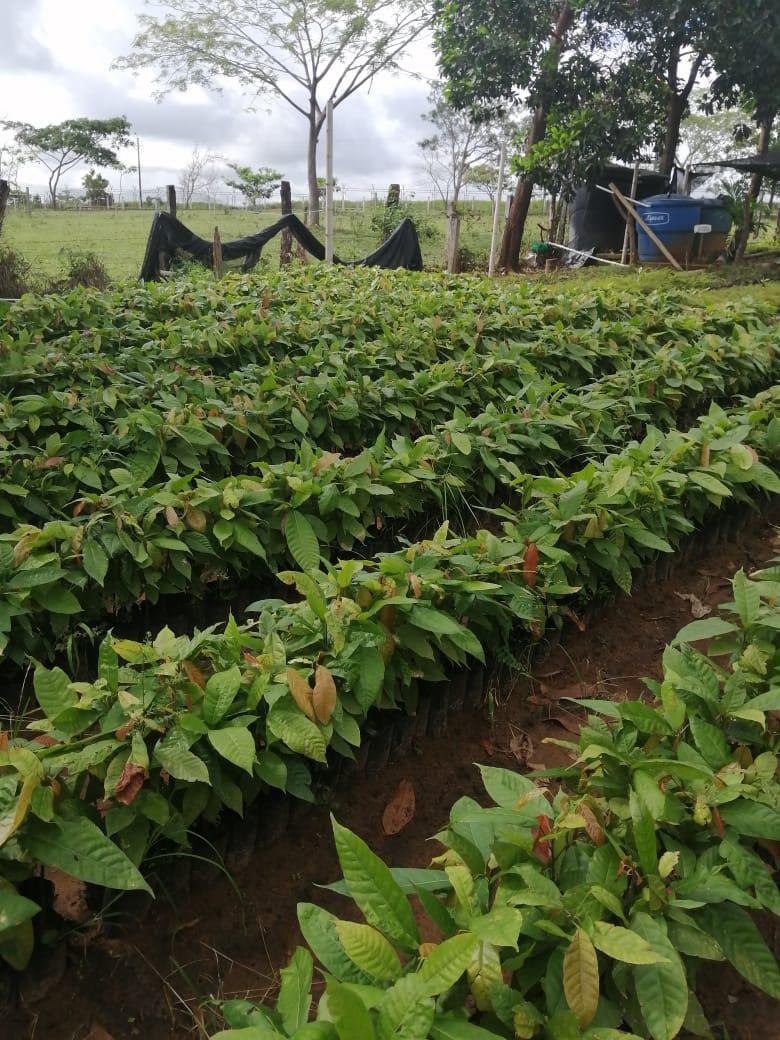 Material Forestal De Especies Nativas Frutales Y Especies Productivas Como Cacao De Finos Aromas