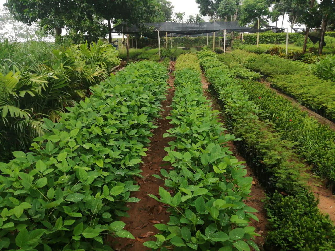 Material Forestal De Especies Nativas Frutales Y Especies Productivas Como Cacao De Finos Aromas
