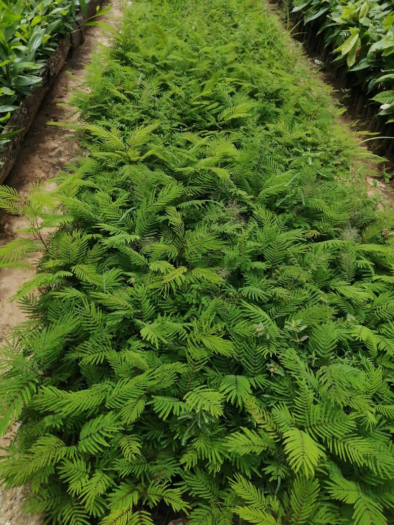 Material Forestal De Especies Nativas Frutales Y Especies Productivas Como Cacao De Finos Aromas