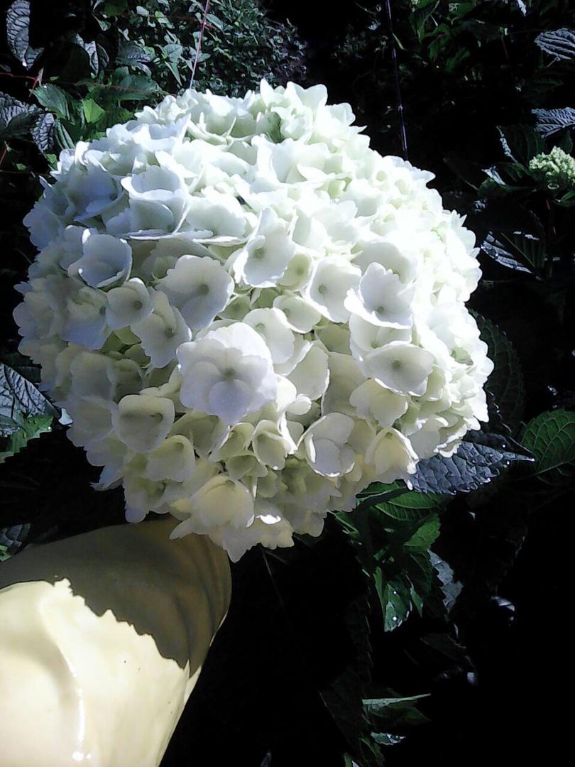Hortensias