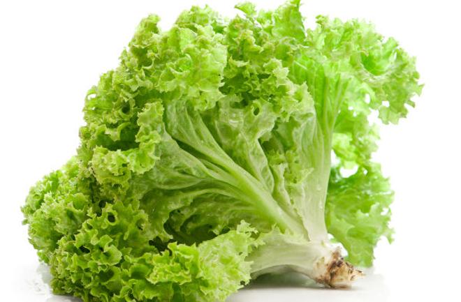 Lechuga Crespa Verde