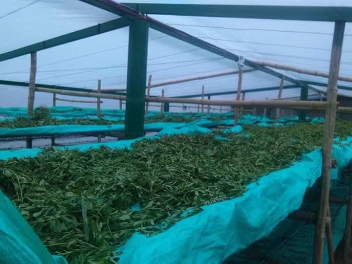 Stevia Hoja Deshidratada