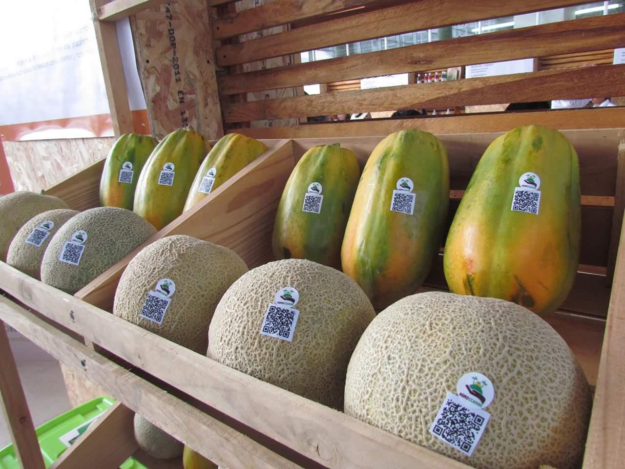Melon Cantaloupe
