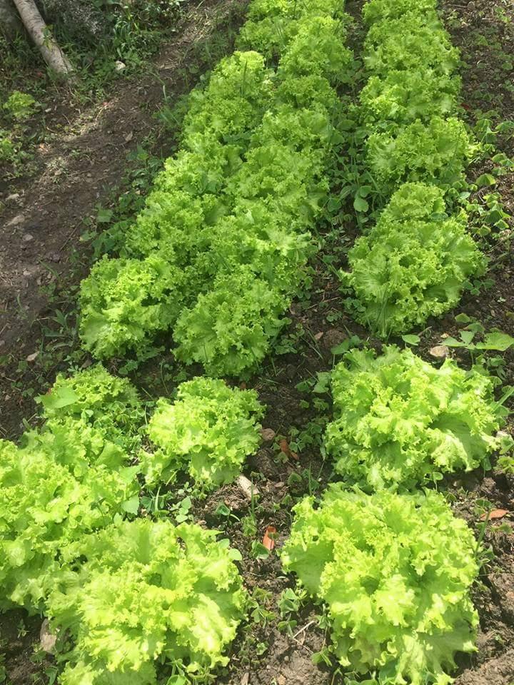 Lechuga Verde Crespa