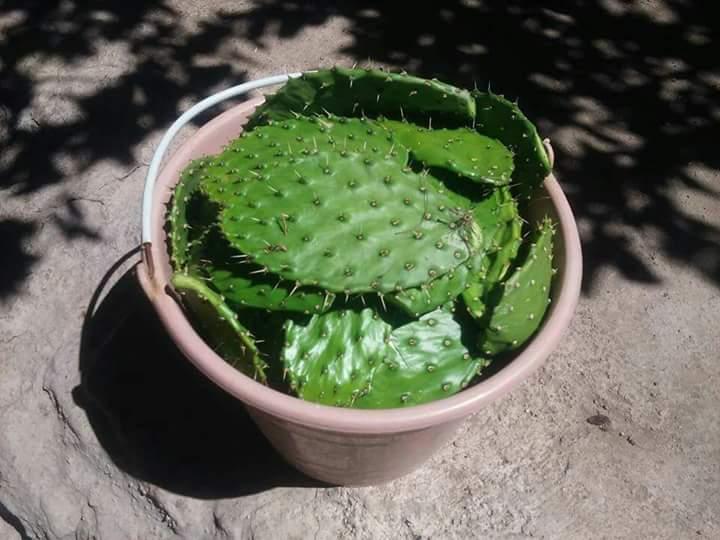Nopal