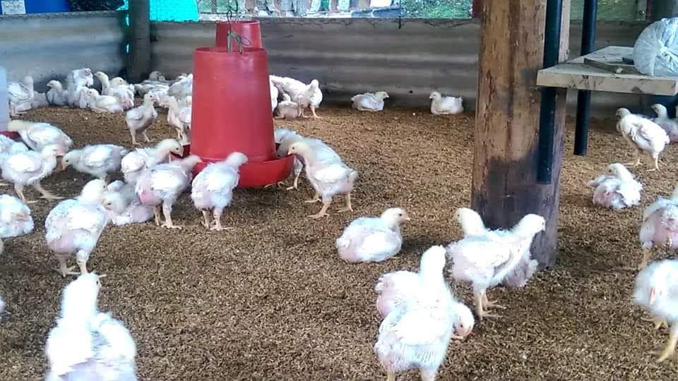Pollo Semicriollo