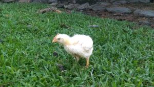 Pollo Semicriollo