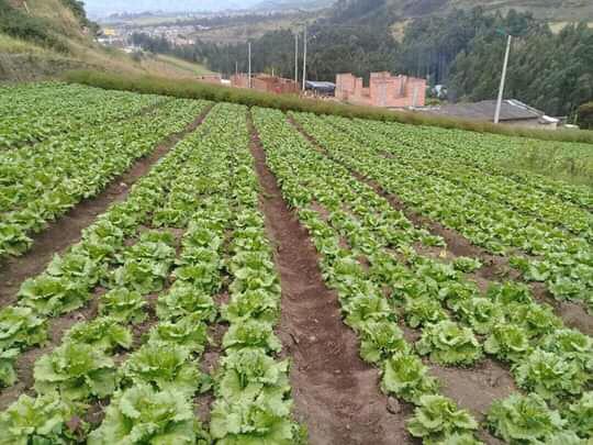 Lechuga Batavia