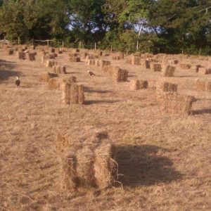 Pacas De Heno Pasto Angleton Climacuna