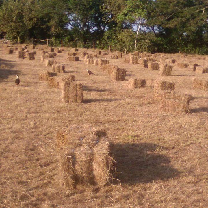 Pacas De Heno Pasto Angleton Climacuna