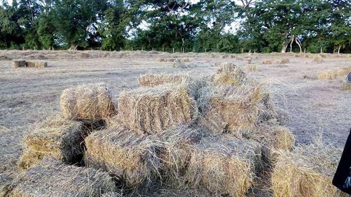 Pacas De Heno Pasto Angleton Climacuna