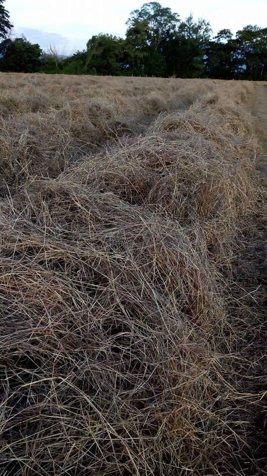 Pacas De Heno Pasto Angleton Climacuna