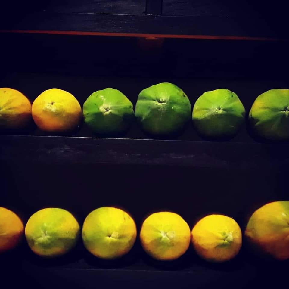 Papaya Maradol Tainung Y Paublina