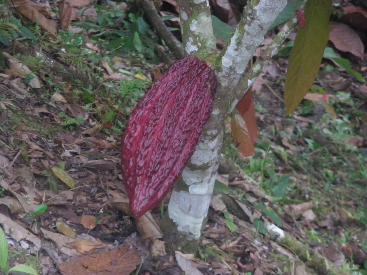 Cacao