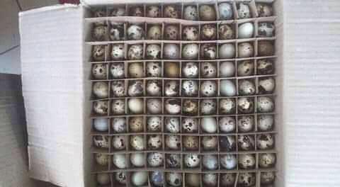 Productora Y Comencializadora De Huevos De Codoniz