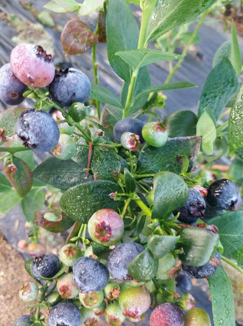 Arandanos Fruto Fresco
