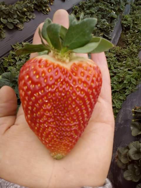 Fresas