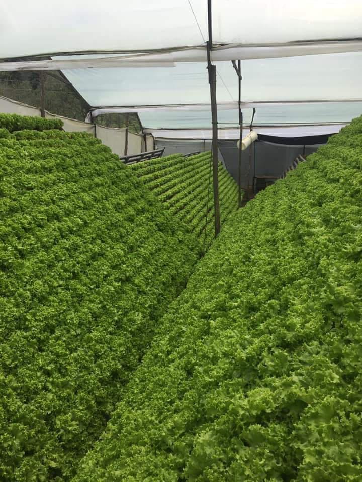 Lechuga Hidroponica