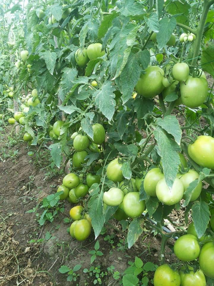Tomate De Mesa