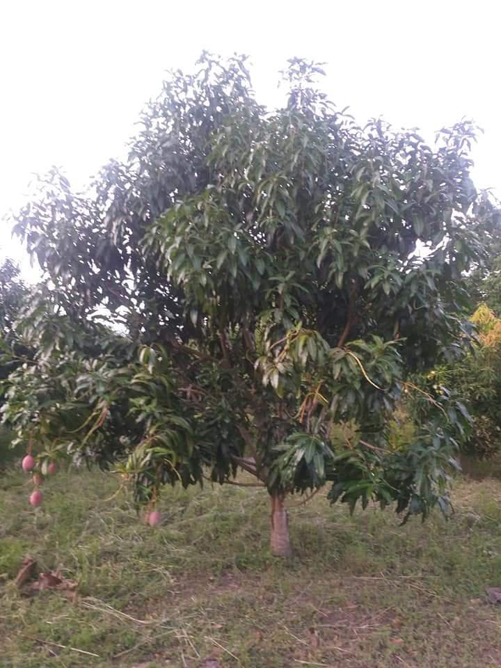 Mango Nando